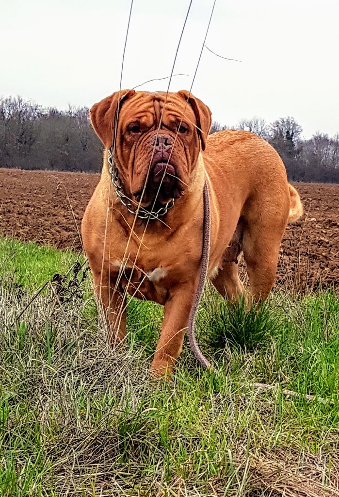 Lova De La Forêt Des Deesses