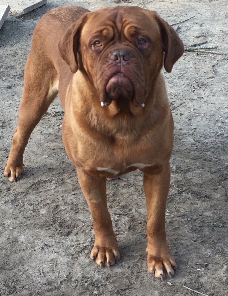 Nara narayana De La Commanderie Des Molosses