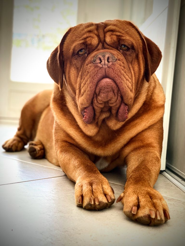 Rita lova De La Commanderie Des Molosses