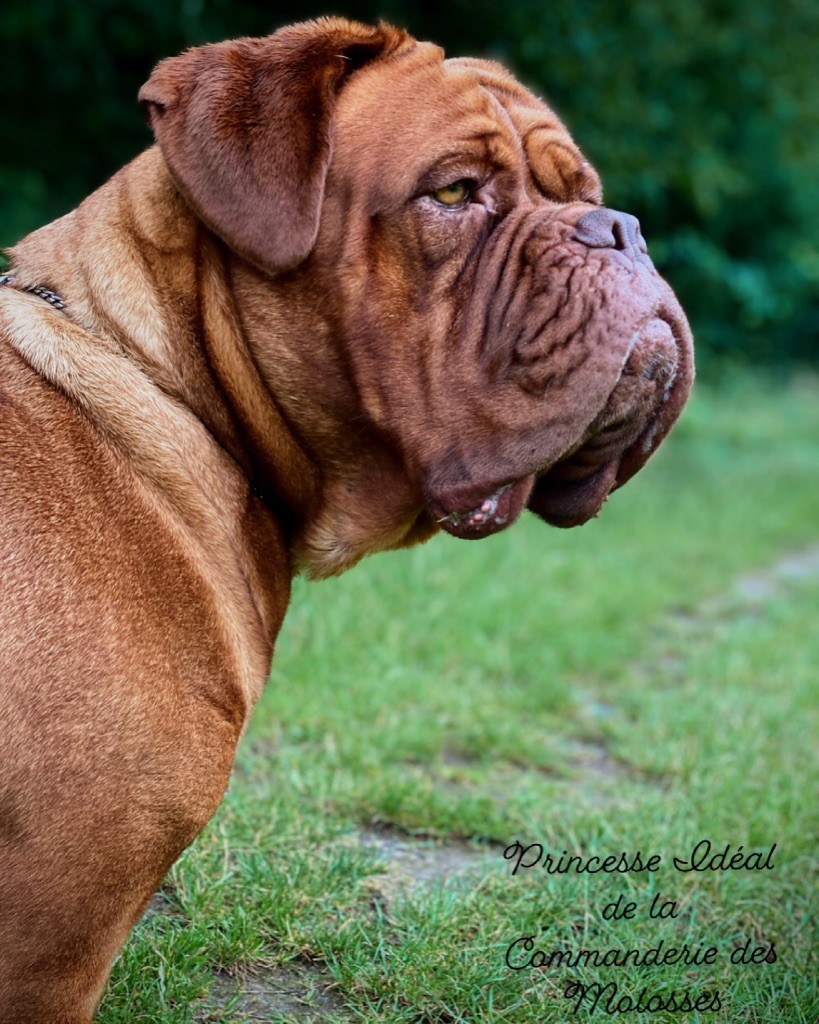 Princesse ideal De La Commanderie Des Molosses