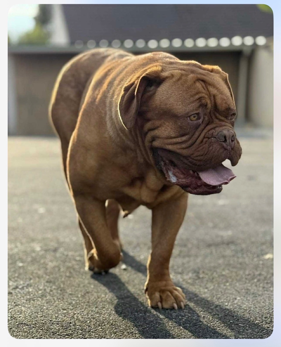 Senna number one De La Commanderie Des Molosses