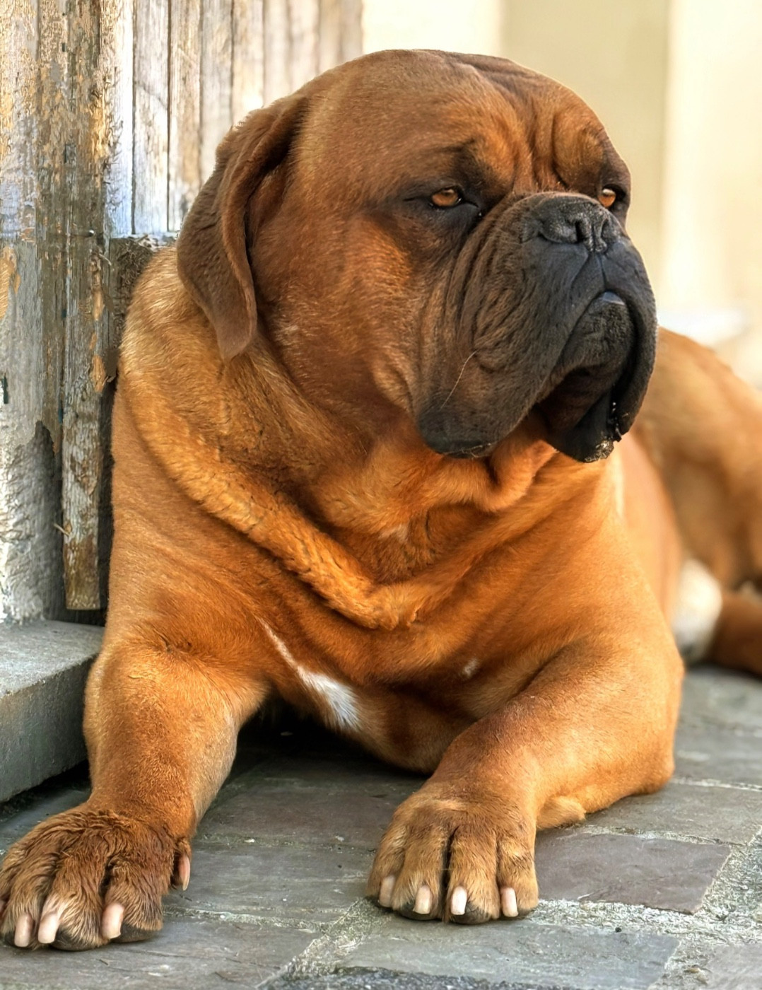 Serial killer des gladiateurs de bellevue