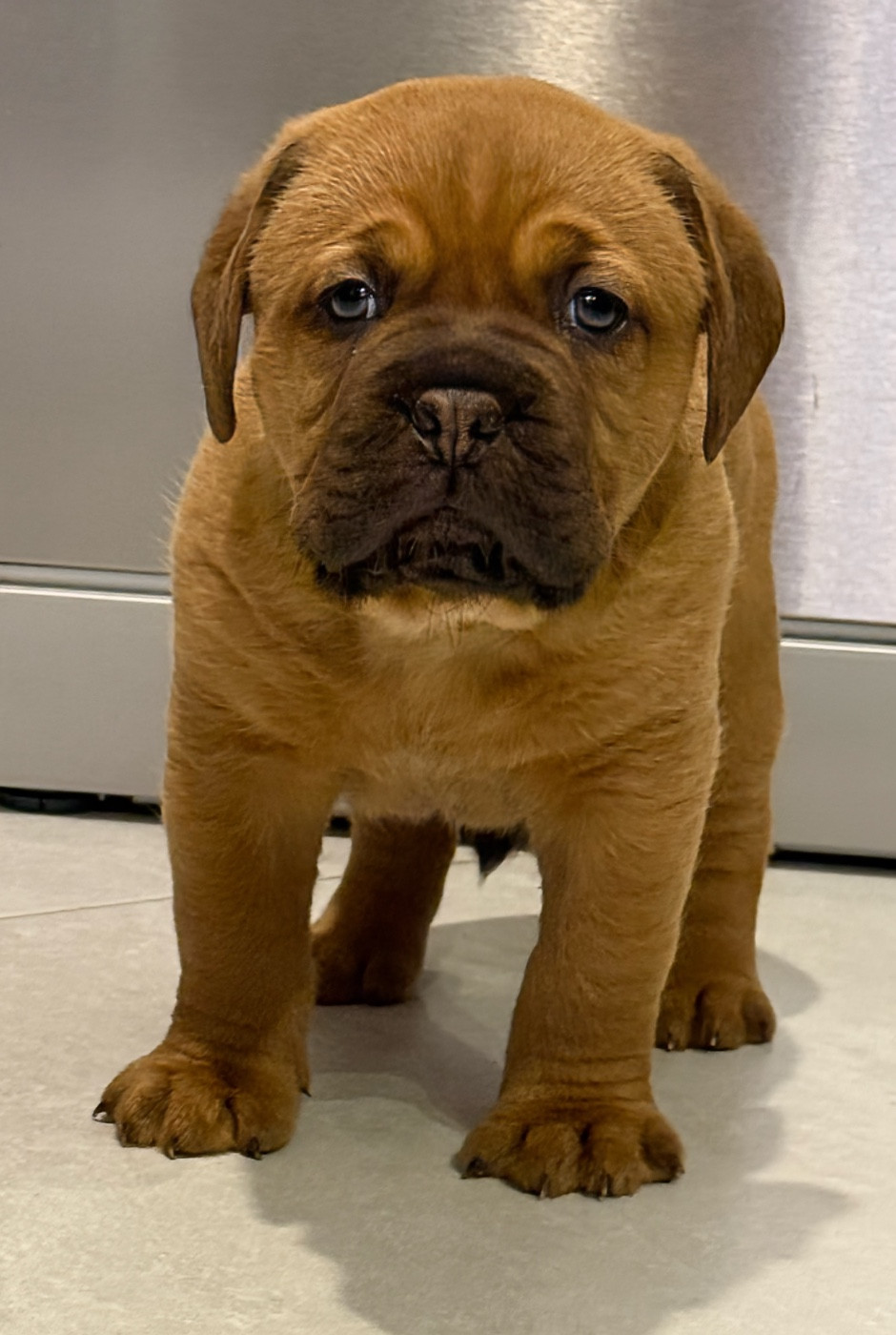 1 mâle disponible à la réservation