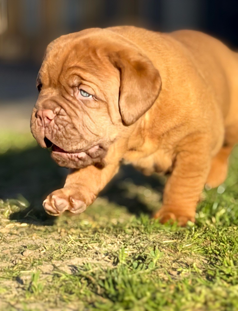 Chiots nés le 27 mars 