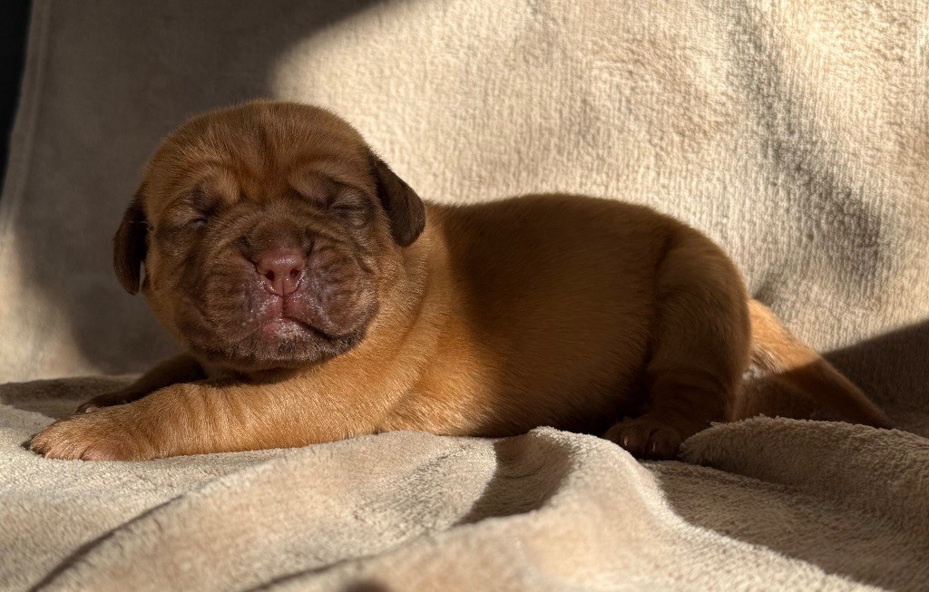 De La Commanderie Des Molosses - Chiots disponibles - Dogue de Bordeaux