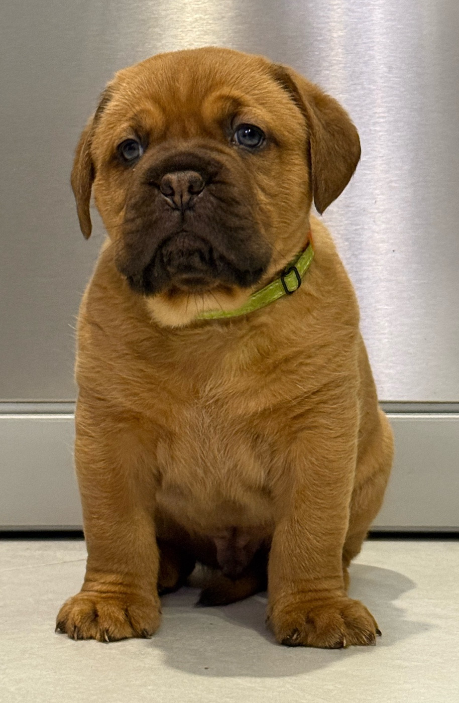 De La Commanderie Des Molosses - Chiots disponibles - Dogue de Bordeaux