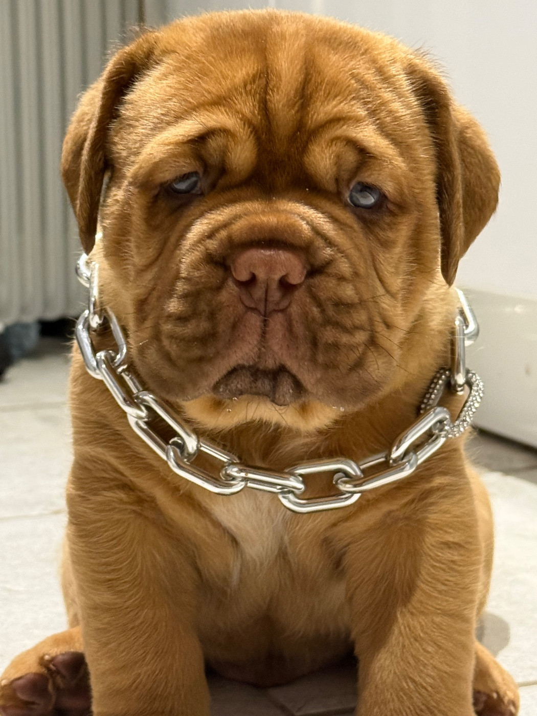 Chiot Dogue de Bordeaux De La Commanderie Des Molosses
