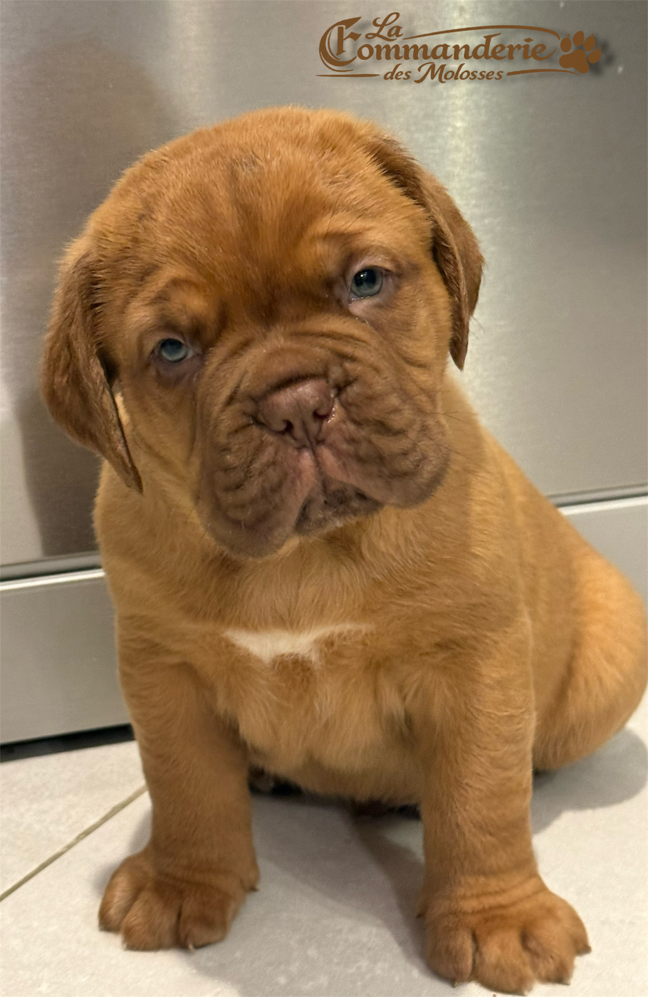 Chiot Dogue de Bordeaux De La Commanderie Des Molosses