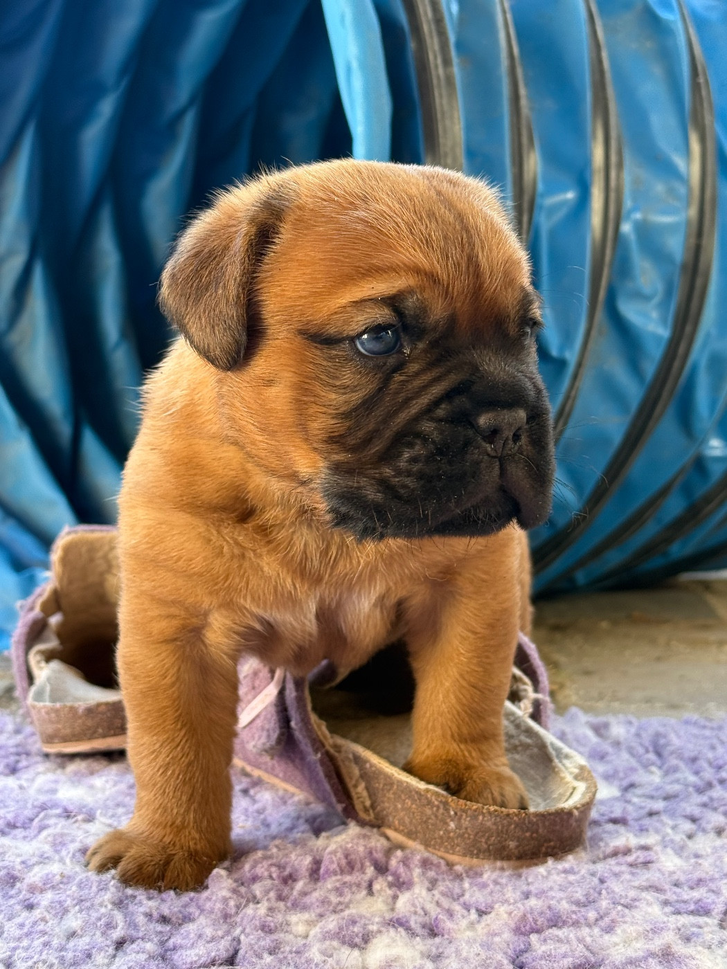 De La Commanderie Des Molosses - Chiots disponibles - Dogue de Bordeaux
