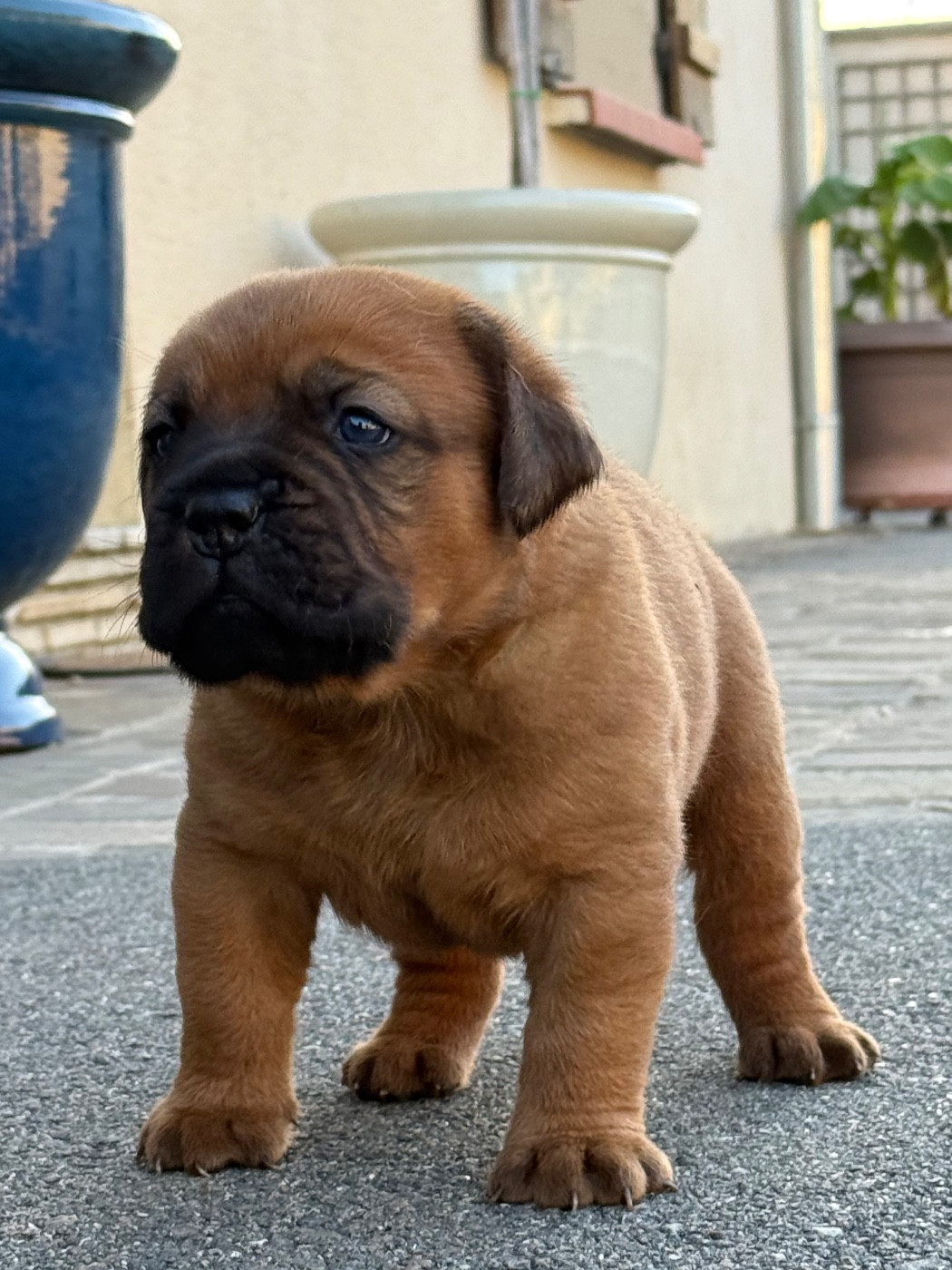 De La Commanderie Des Molosses - Chiots disponibles - Dogue de Bordeaux