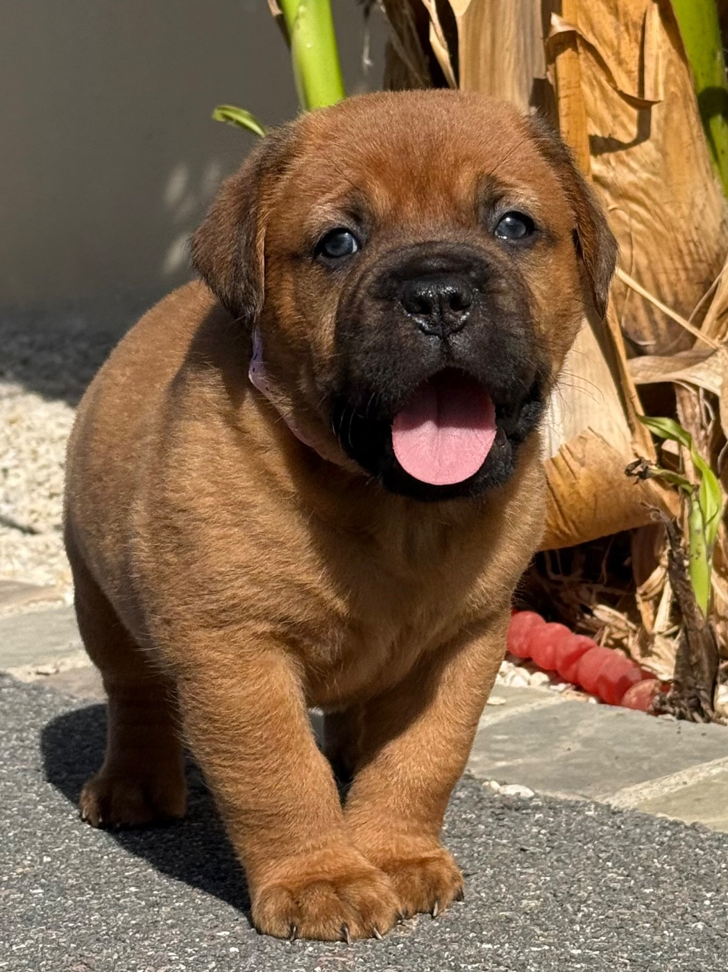 De La Commanderie Des Molosses - Chiots disponibles - Dogue de Bordeaux