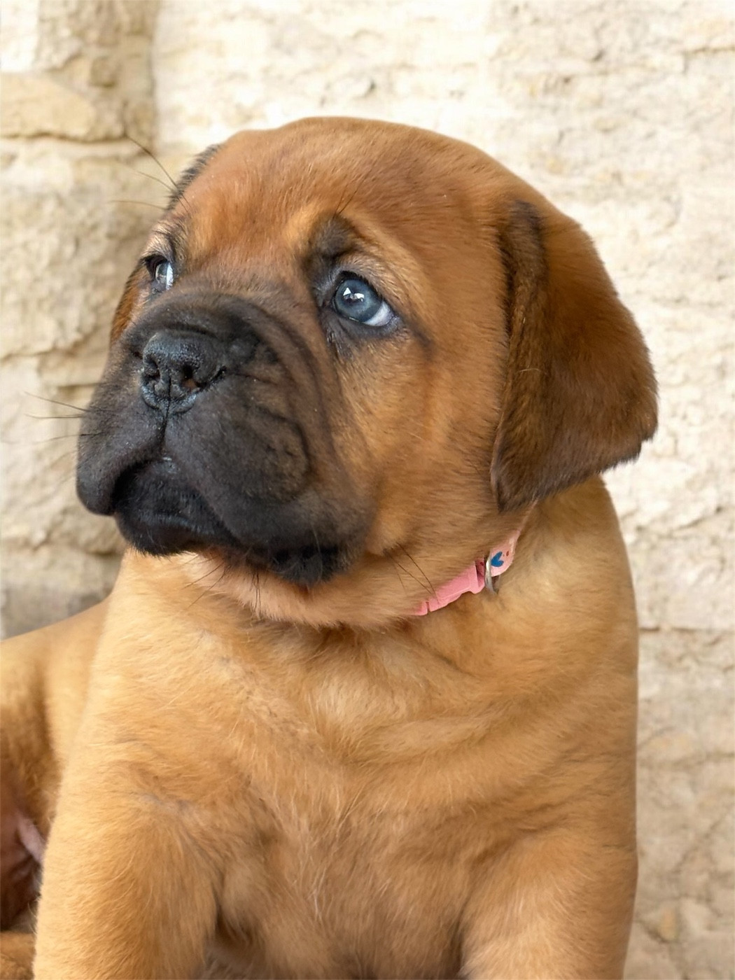De La Commanderie Des Molosses - Dogue de Bordeaux - Portée née le 11/08/2026