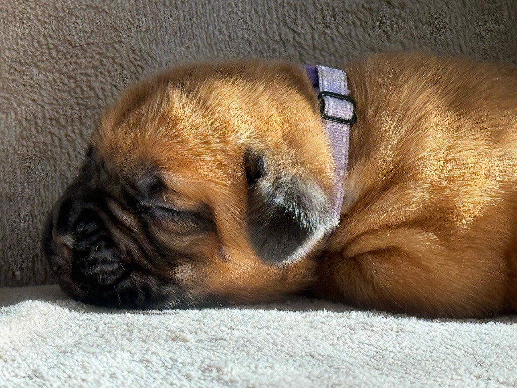 De La Commanderie Des Molosses - Chiots disponibles - Dogue de Bordeaux