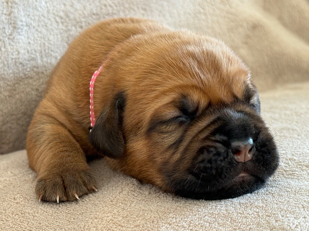De La Commanderie Des Molosses - Chiots disponibles - Dogue de Bordeaux
