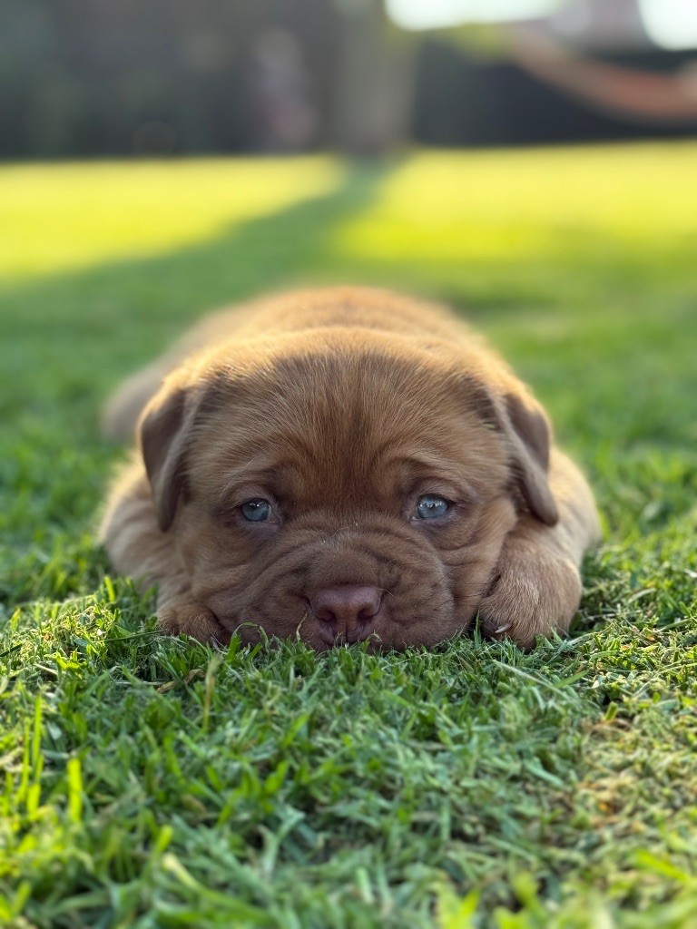De La Commanderie Des Molosses - Chiots disponibles - Dogue de Bordeaux
