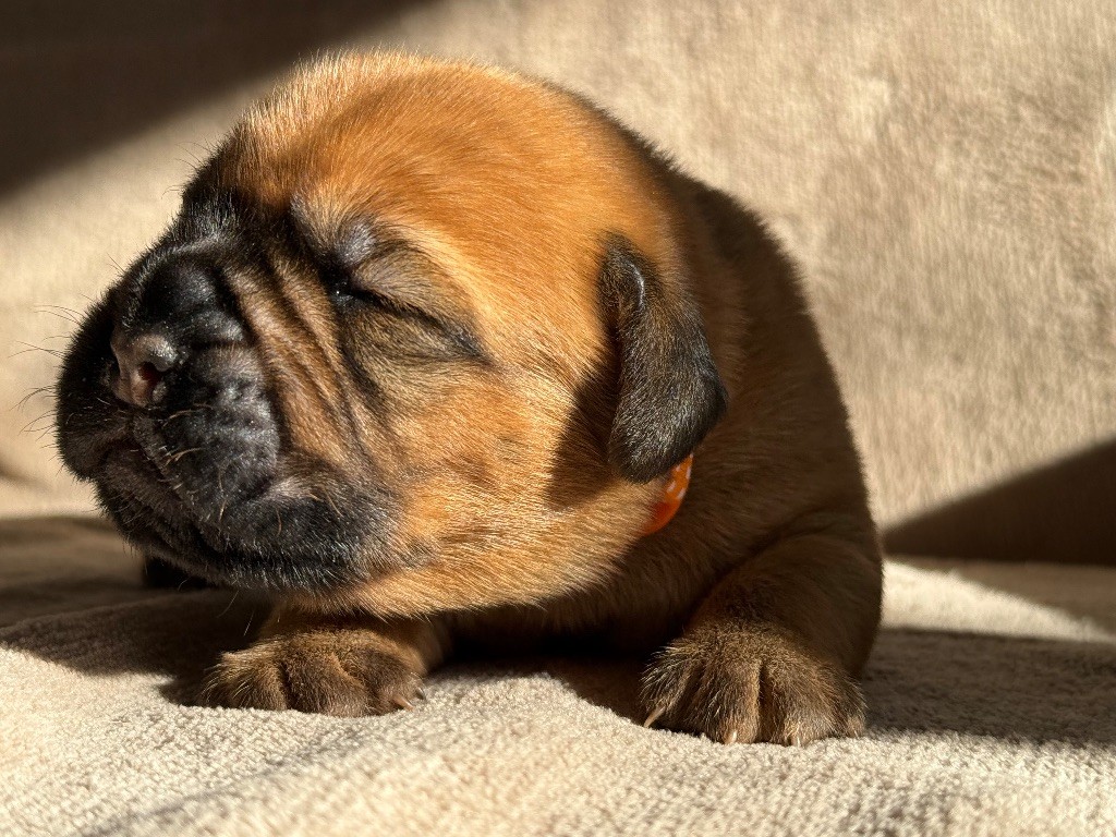 De La Commanderie Des Molosses - Chiots disponibles - Dogue de Bordeaux