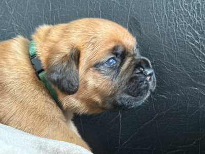 Collier bleu (masque noir)