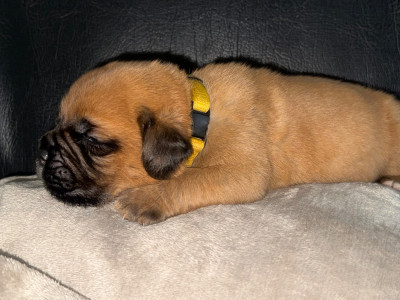 Collier jaune masque noir