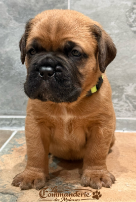 ASTON Collier vert fluo Masque noir