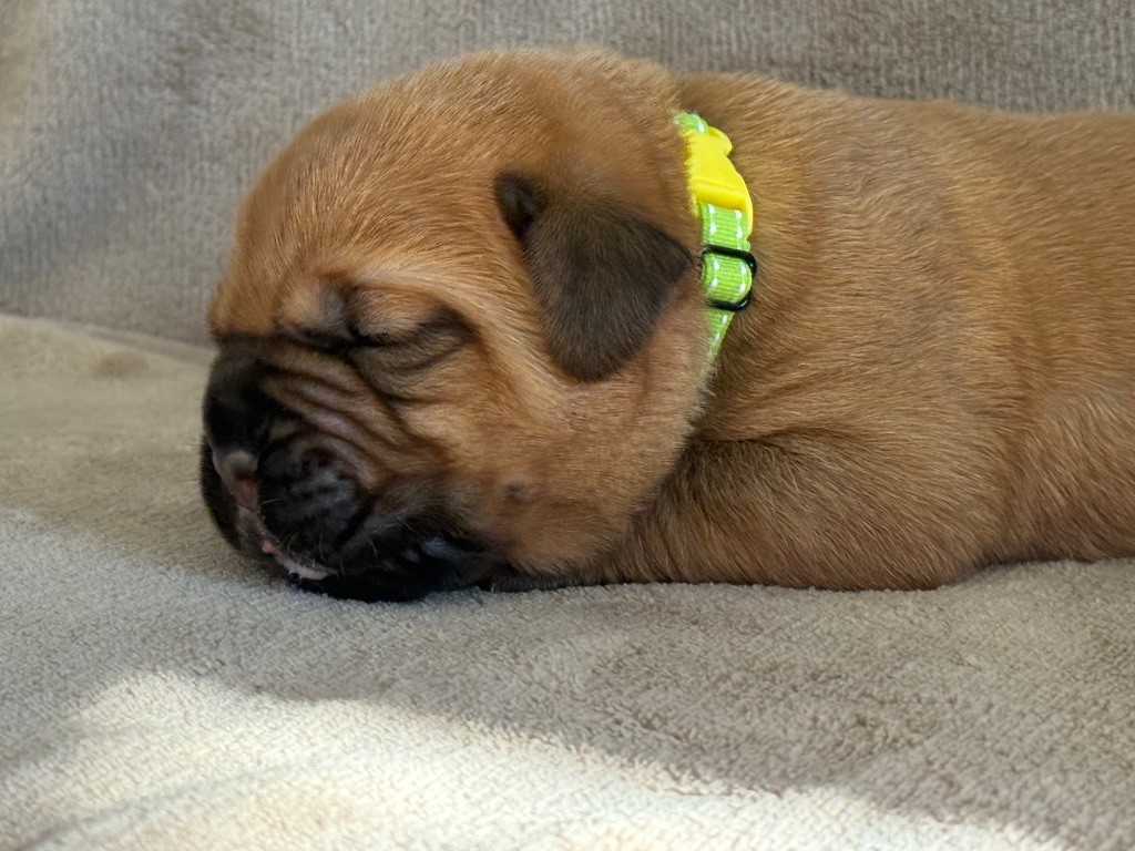 De La Commanderie Des Molosses - Chiots disponibles - Dogue de Bordeaux