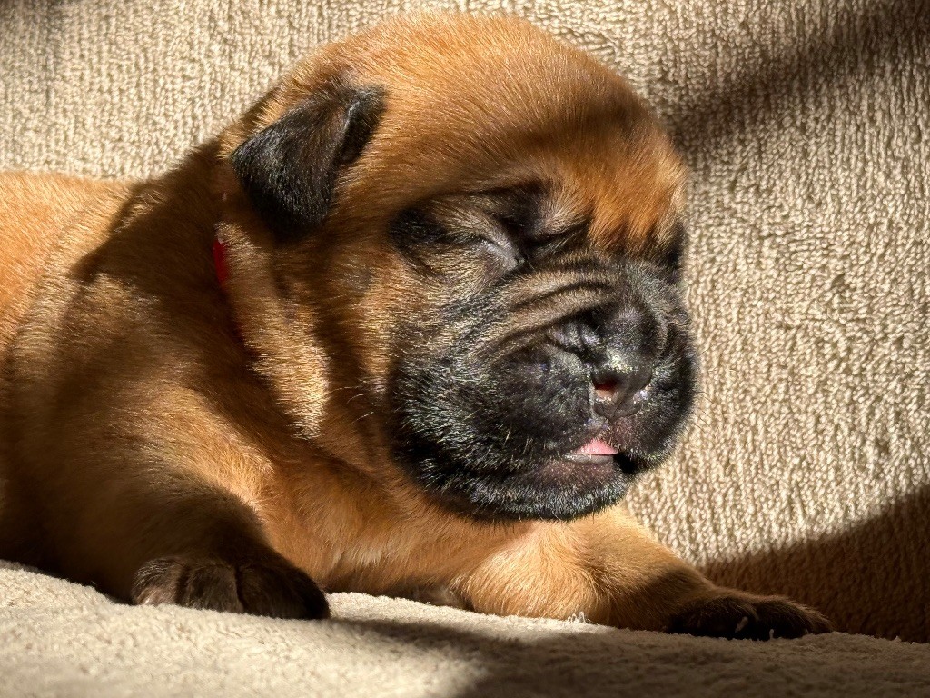 De La Commanderie Des Molosses - Chiots disponibles - Dogue de Bordeaux