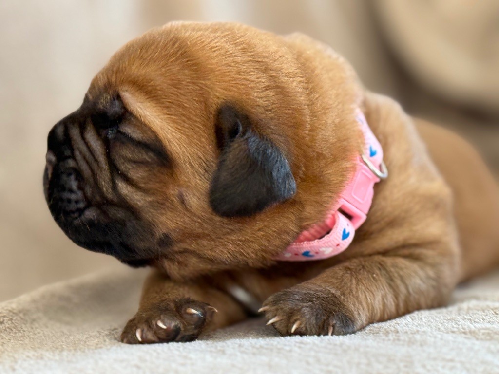 De La Commanderie Des Molosses - Chiots disponibles - Dogue de Bordeaux