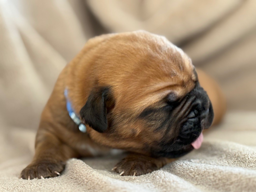 De La Commanderie Des Molosses - Chiots disponibles - Dogue de Bordeaux